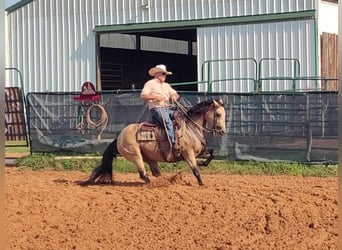 American Quarter Horse, Merrie, 8 Jaar, 150 cm, Buckskin