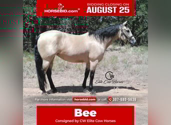 American Quarter Horse, Merrie, 8 Jaar, 150 cm, Buckskin
