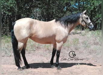 American Quarter Horse, Merrie, 8 Jaar, 150 cm, Buckskin