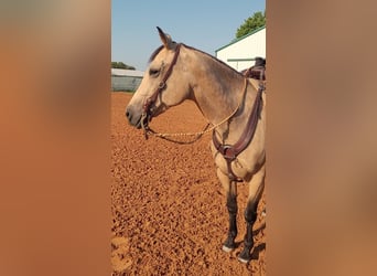 American Quarter Horse, Merrie, 8 Jaar, 150 cm, Buckskin