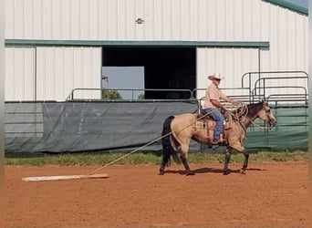 American Quarter Horse, Merrie, 8 Jaar, 150 cm, Buckskin