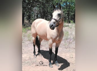 American Quarter Horse, Merrie, 8 Jaar, 150 cm, Buckskin