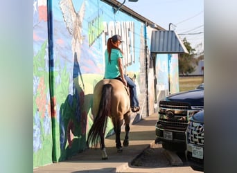 American Quarter Horse, Merrie, 8 Jaar, 150 cm, Buckskin