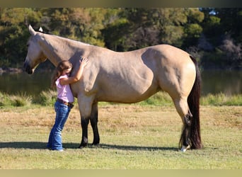 American Quarter Horse, Merrie, 8 Jaar, 150 cm, Buckskin