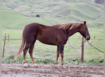 American Quarter Horse, Merrie, 8 Jaar, 150 cm, Donkere-vos