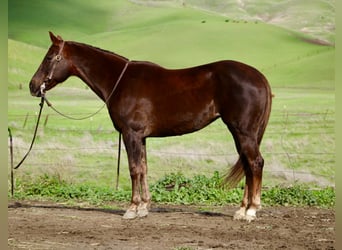 American Quarter Horse, Merrie, 8 Jaar, 150 cm, Donkere-vos