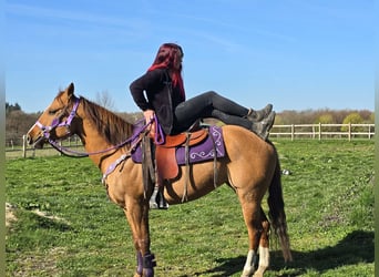 American Quarter Horse, Merrie, 8 Jaar, 150 cm, Red Dun