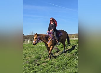 American Quarter Horse, Merrie, 8 Jaar, 150 cm, Red Dun