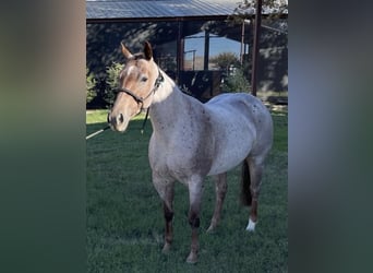 American Quarter Horse, Merrie, 8 Jaar, 150 cm, Roan-Red