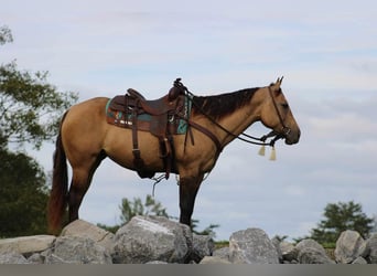 American Quarter Horse, Merrie, 8 Jaar, 152 cm, Buckskin