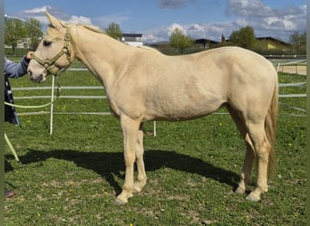 American Quarter Horse, Merrie, 8 Jaar, 152 cm, Palomino