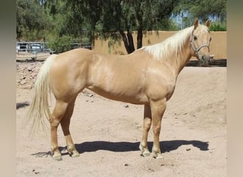 American Quarter Horse, Merrie, 8 Jaar, 152 cm, Palomino