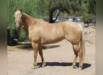 American Quarter Horse, Merrie, 8 Jaar, 152 cm, Palomino