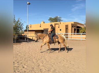 American Quarter Horse, Merrie, 8 Jaar, 152 cm, Palomino