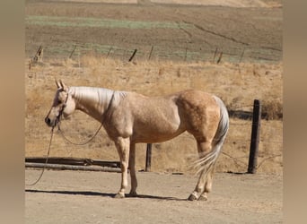 American Quarter Horse, Merrie, 8 Jaar, 152 cm, Palomino