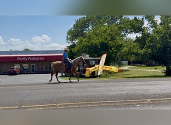 American Quarter Horse, Merrie, 8 Jaar, 152 cm, Palomino