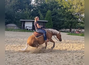 American Quarter Horse, Merrie, 8 Jaar, 152 cm, Palomino