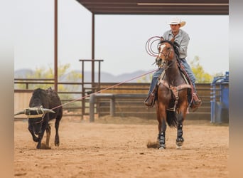 American Quarter Horse, Merrie, 8 Jaar, 152 cm, Roodbruin