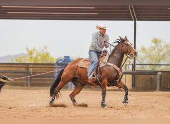 American Quarter Horse, Merrie, 8 Jaar, 152 cm, Roodbruin