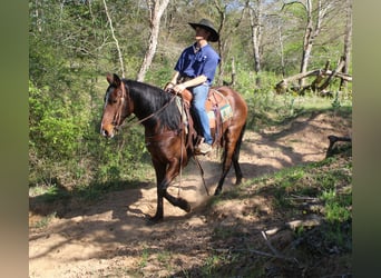 American Quarter Horse, Merrie, 8 Jaar, 152 cm, Roodbruin