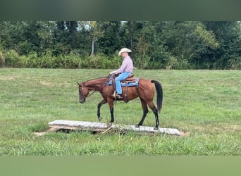 American Quarter Horse, Merrie, 8 Jaar, 152 cm, Roodbruin