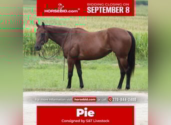 American Quarter Horse, Merrie, 8 Jaar, 152 cm, Roodbruin