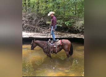 American Quarter Horse, Merrie, 8 Jaar, 152 cm, Roodbruin