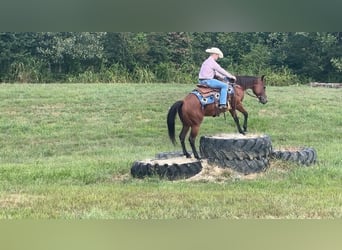 American Quarter Horse, Merrie, 8 Jaar, 152 cm, Roodbruin