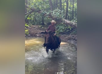 American Quarter Horse, Merrie, 8 Jaar, 152 cm, Roodbruin