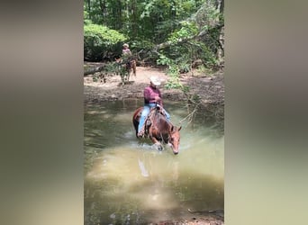 American Quarter Horse, Merrie, 8 Jaar, 152 cm, Roodbruin