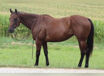 American Quarter Horse, Merrie, 8 Jaar, 152 cm, Roodbruin