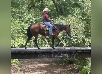 American Quarter Horse, Merrie, 8 Jaar, 152 cm, Roodbruin