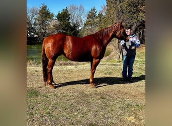 American Quarter Horse, Merrie, 8 Jaar, 152 cm, Roodvos