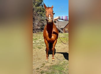 American Quarter Horse, Merrie, 8 Jaar, 152 cm, Roodvos