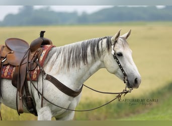 American Quarter Horse, Merrie, 8 Jaar, 152 cm, Schimmel