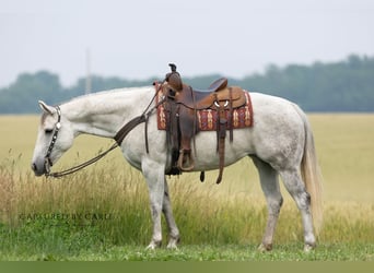 American Quarter Horse, Merrie, 8 Jaar, 152 cm, Schimmel