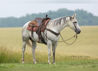 American Quarter Horse, Merrie, 8 Jaar, 152 cm, Schimmel