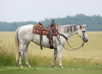 American Quarter Horse, Merrie, 8 Jaar, 152 cm, Schimmel