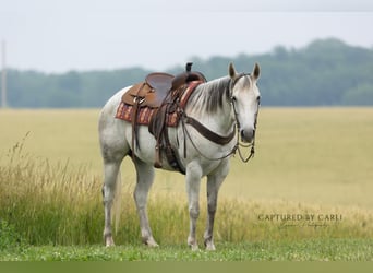 American Quarter Horse, Merrie, 8 Jaar, 152 cm, Schimmel