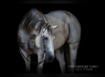 American Quarter Horse, Merrie, 8 Jaar, 152 cm, Schimmel