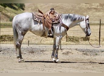 American Quarter Horse, Merrie, 8 Jaar, 152 cm, Schimmel