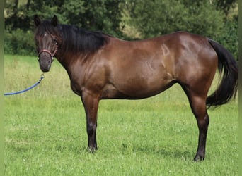 American Quarter Horse, Merrie, 8 Jaar, 153 cm, Zwart