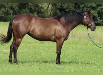 American Quarter Horse, Merrie, 8 Jaar, 153 cm, Zwart