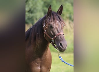 American Quarter Horse, Merrie, 8 Jaar, 153 cm, Zwart