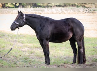 American Quarter Horse, Merrie, 8 Jaar, 154 cm, Zwart