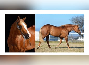 American Quarter Horse, Merrie, 8 Jaar, 155 cm, Palomino