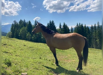 American Quarter Horse, Merrie, 8 Jaar, 155 cm