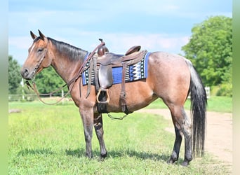 American Quarter Horse, Merrie, 8 Jaar, 155 cm, Roan-Bay
