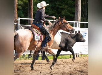 American Quarter Horse, Merrie, 8 Jaar, 155 cm, Roan-Bay