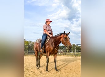American Quarter Horse, Merrie, 8 Jaar, 155 cm, Roan-Bay